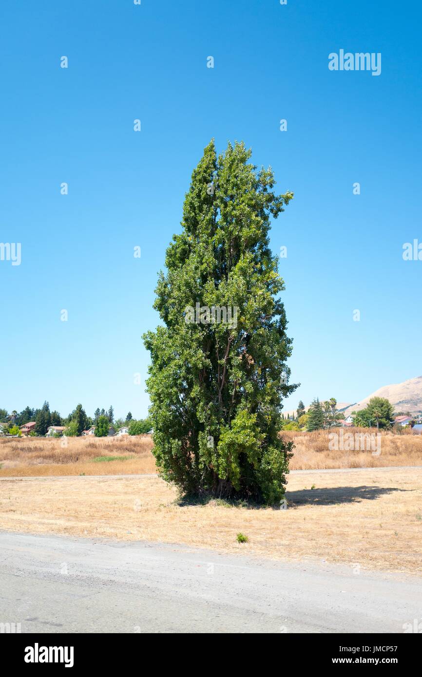 Un grand arbre se développe le long de l'Interstate 680 dans la Silicon Valley ville de Fremont, Californie, le 25 juillet 2017. Banque D'Images