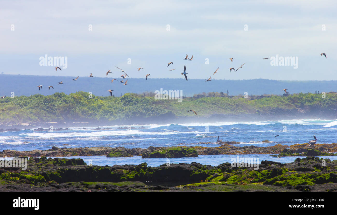 Îles Galápagos Banque D'Images