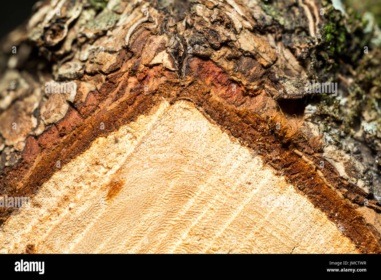 Macro, forte image agrandie de chêne coupé fin de journal. Les couches de bois présente une texture fine et détail Banque D'Images