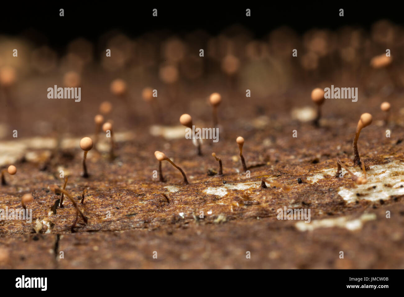Macro photo de petits champignons poussant sur le bois Banque D'Images