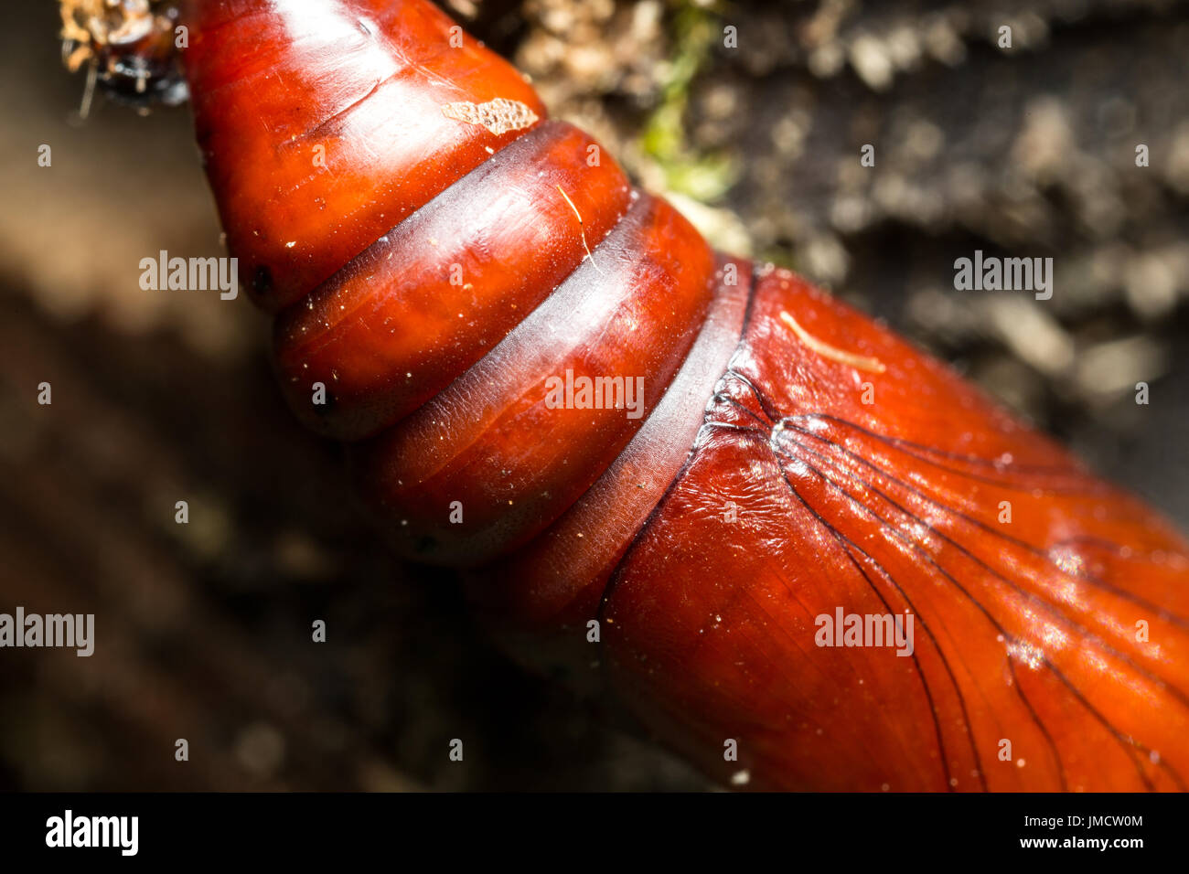 Photos d'insectes Macro cocoon Banque D'Images