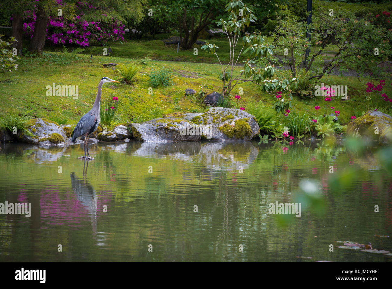 Grand Héron et son reflet dans l'étang dans le jardin japonais Banque D'Images