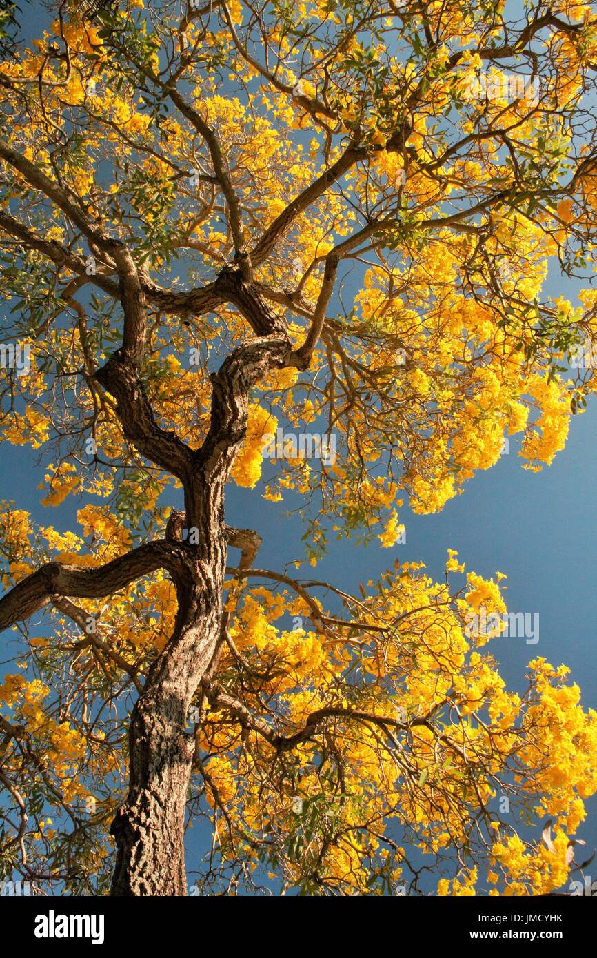 Dans la splendeur de l'arbre Banque D'Images