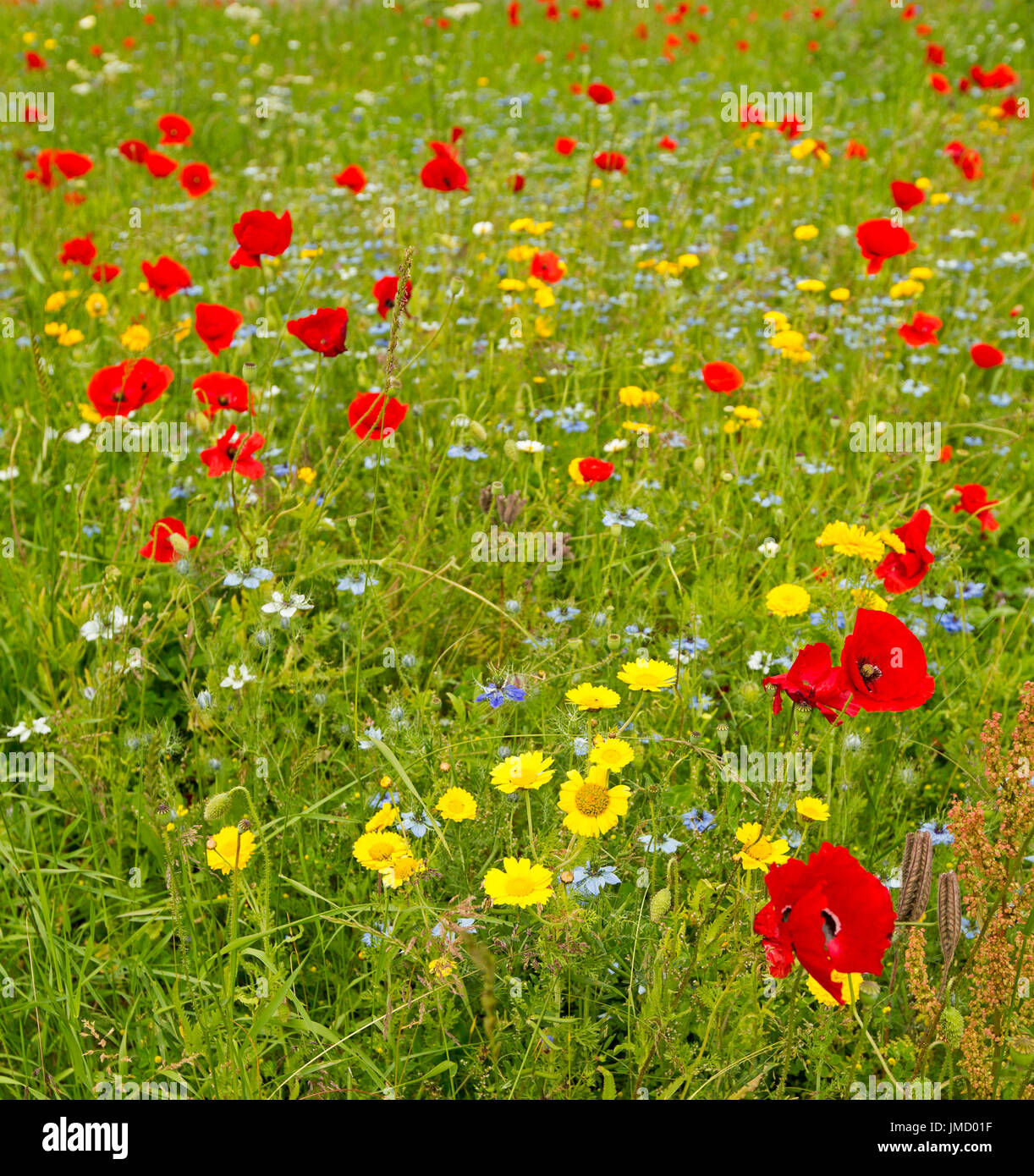 Prairie avec les fleurs sauvages y compris les coquelicots rouges et barbeaux - en Grande-Bretagne Banque D'Images
