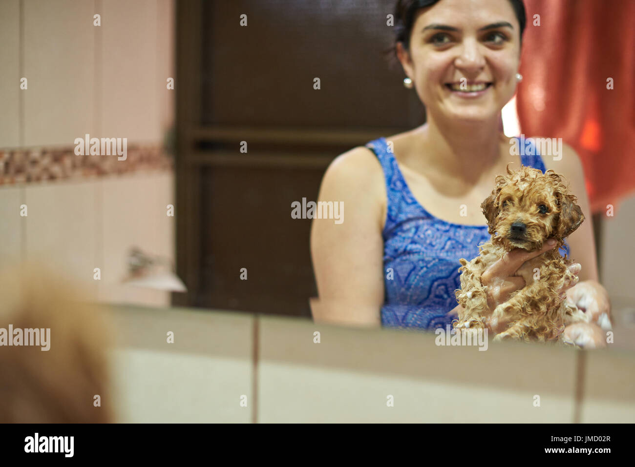 Chiot caniche mouillé moelleux. Smiling woman washing puppy dog Banque D'Images