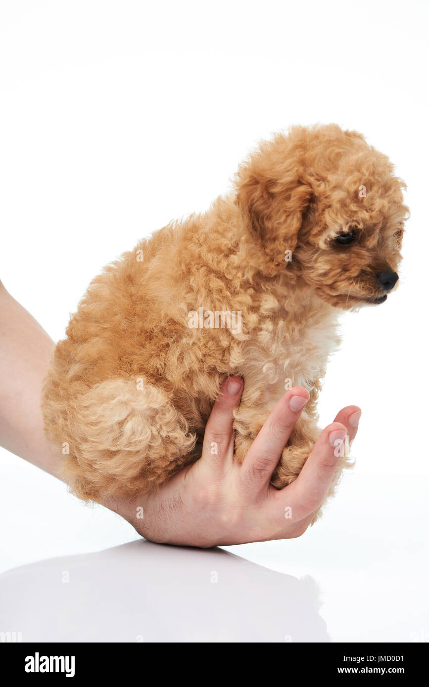 Chiot caniche main isolted sur fond blanc close-up Banque D'Images