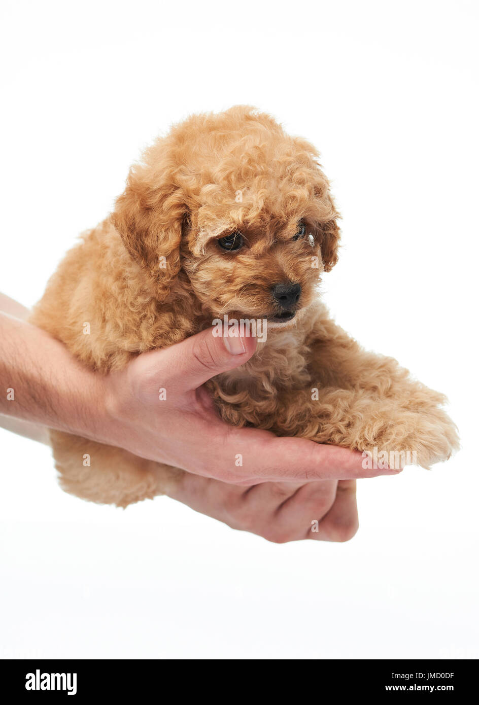 Mise sur la main de chiot isolted sur fond blanc. Don chiot caniche Banque D'Images