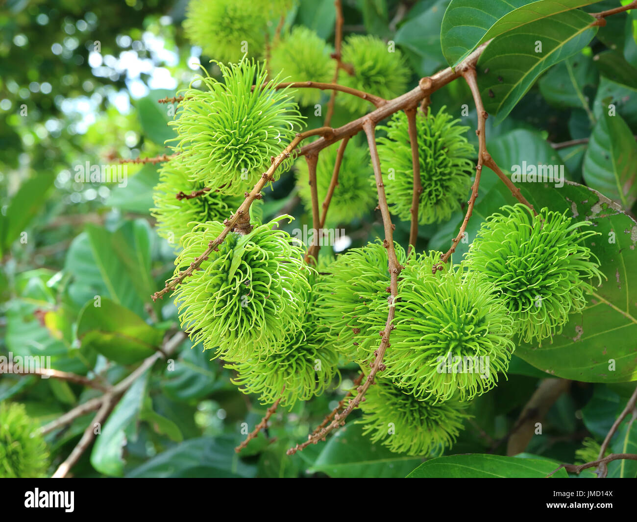 Fermé Bande d'immature vert dynamique sur l'arbre Fruits Ramboutan Banque D'Images