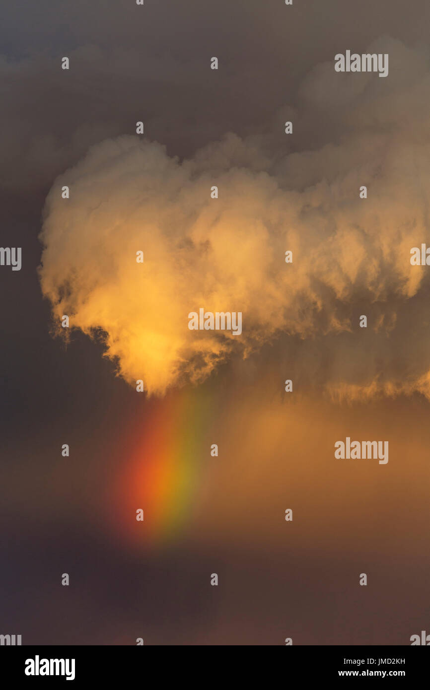 Orage du soir avec Cumulonimbus et rainbow avec queue au-dessus d'une dune de sable. Pendant la saison des pluies. Désert du Kalahari, Kgalagadi Transfrontier Park, Afrique du Sud. Banque D'Images