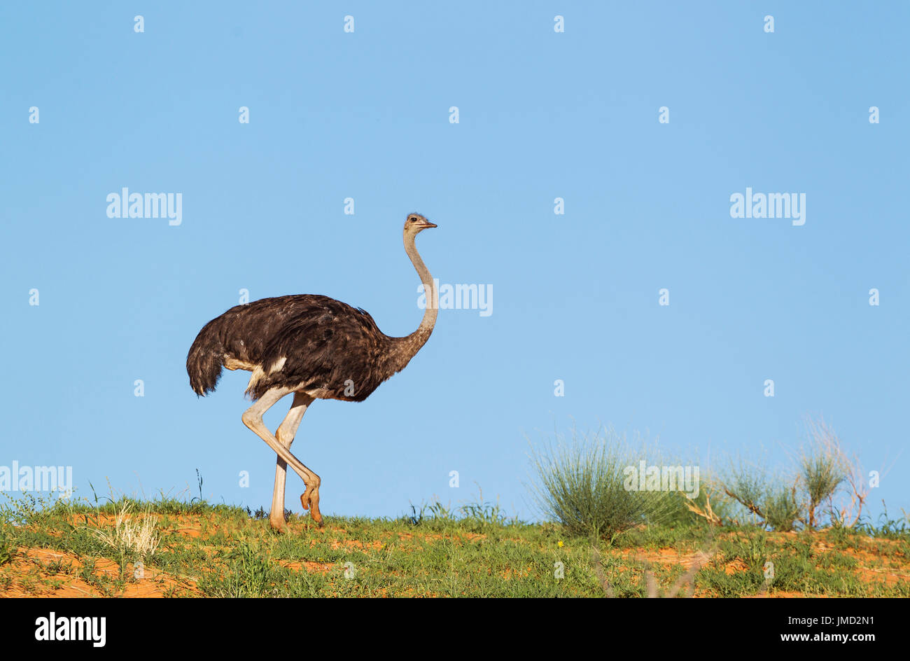 Autruche (Struthio camelus). Femelle sur une dune de sable d'herbe. Pendant la saison des pluies avec l'herbe verte. Banque D'Images