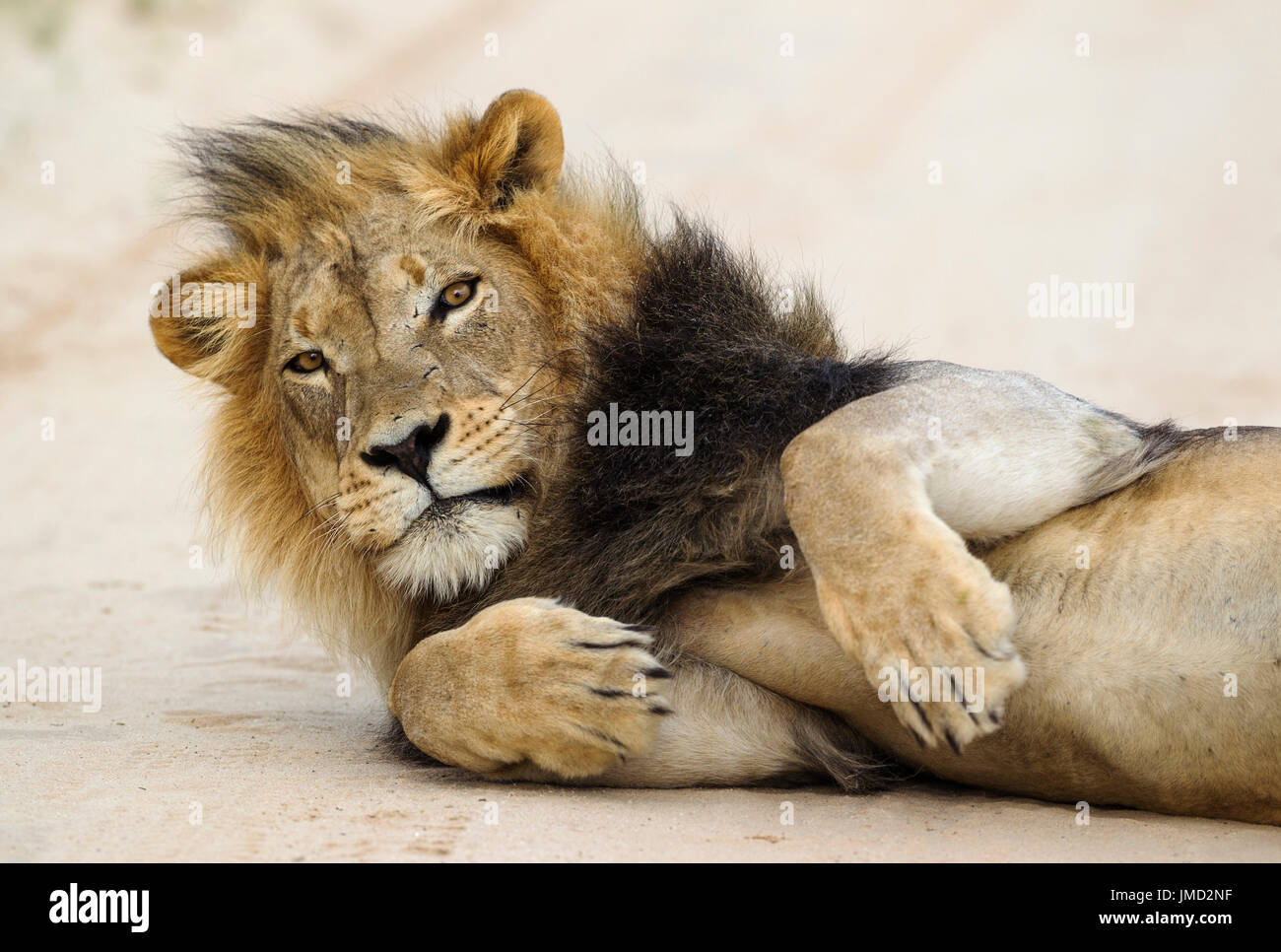 Lion (Panthera leo), d'une crinière noire Lion Kalahari ayant été dérangé dans sa sieste sur la route Banque D'Images Lion (Panthera leo), d'une crinière noire Lion Kalahari ayant été dérangé dans sa sieste sur la route Banque D'Images