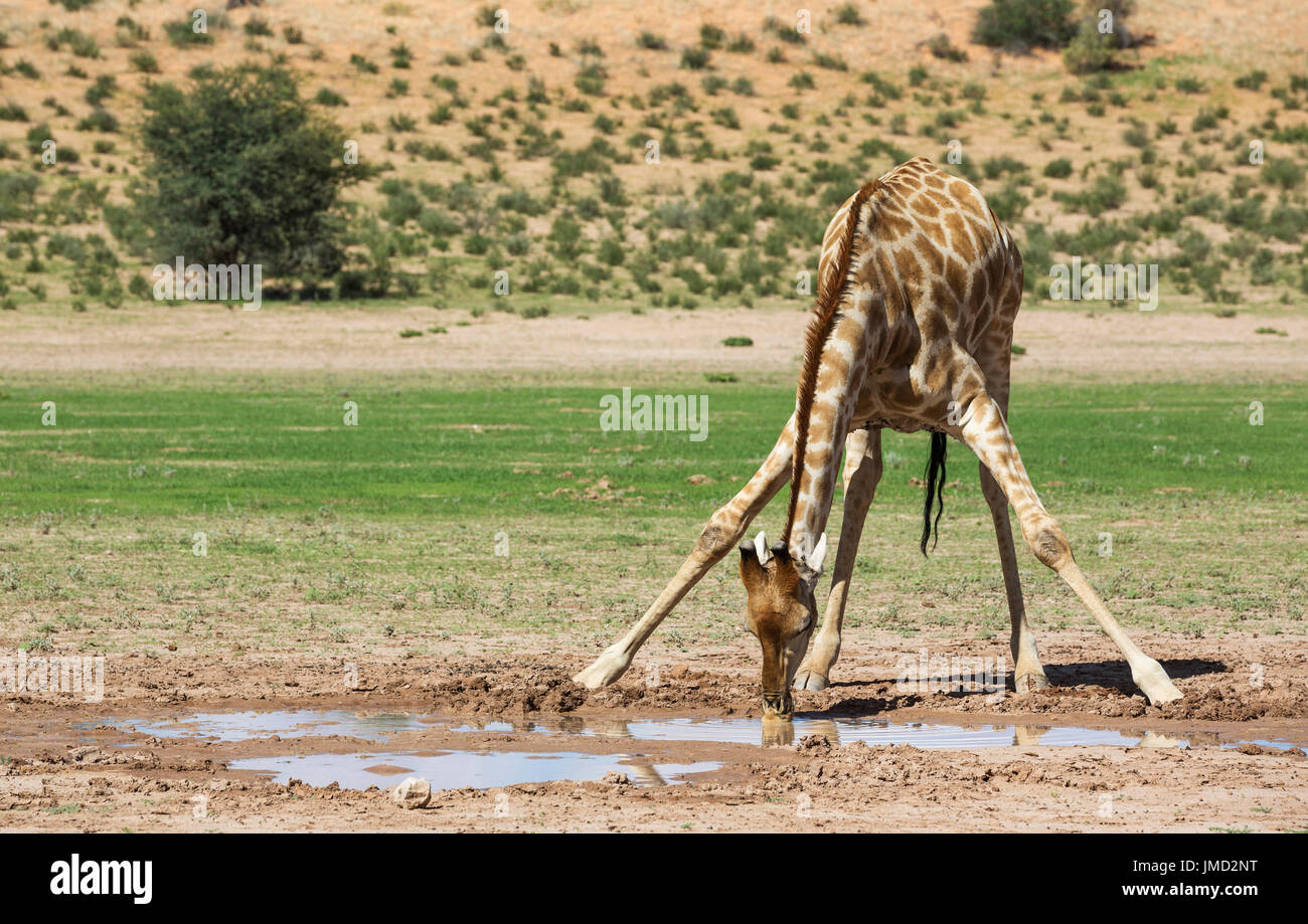 Le sud de Girafe (Giraffa giraffa) femmes boire d'une piscine d'eau de pluie dans le lit de la rivière Auob Banque D'Images