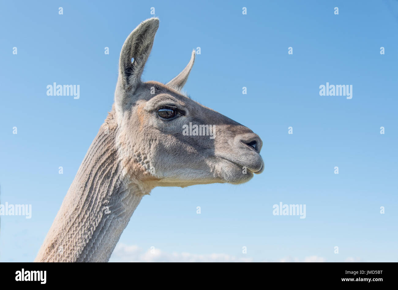 La tête et le cou d'un Lama à partir d'un point de vue bas Banque D'Images