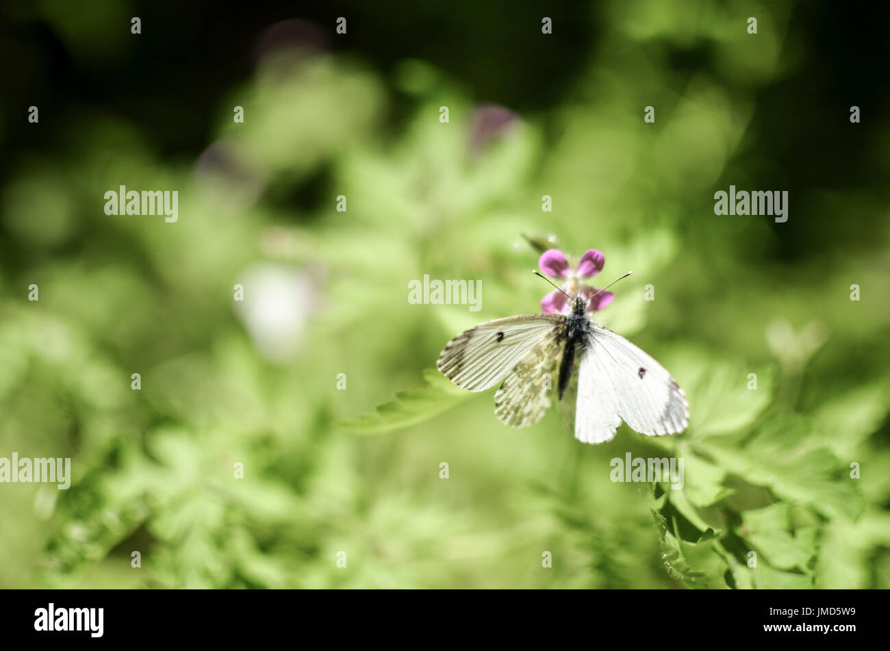 Petit papillon du chou blanc sur l'herbe et de fleurs Banque D'Images