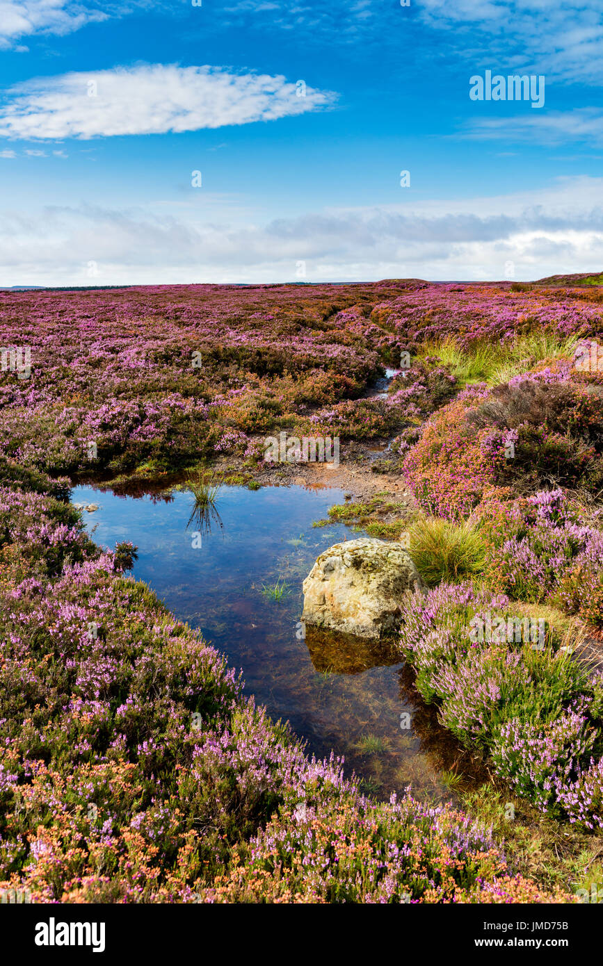 Breckon Howe sur le North York Moors Banque D'Images