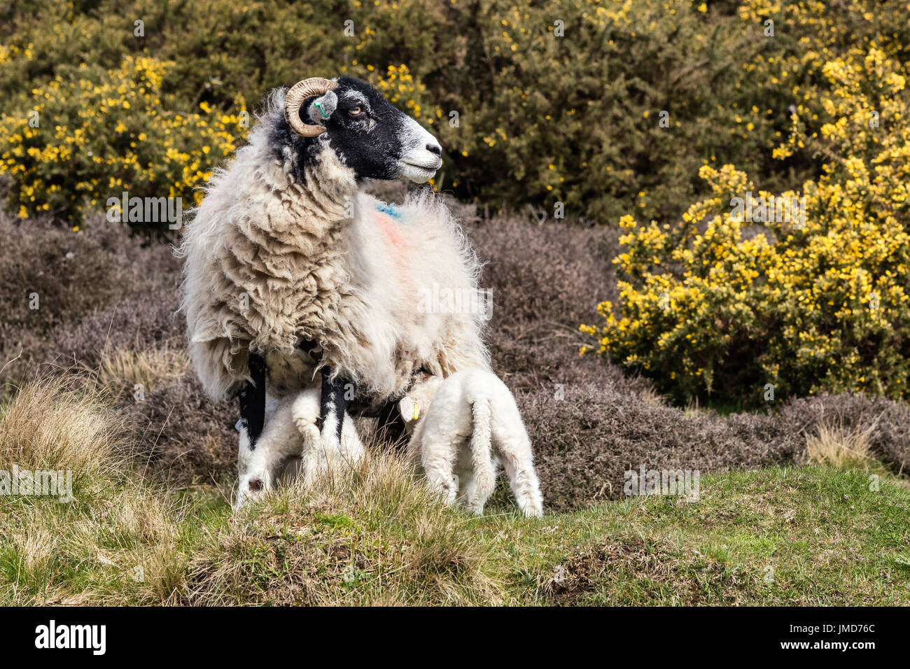 Mouton à Hutton le Hole sur le North York Moors Banque D'Images