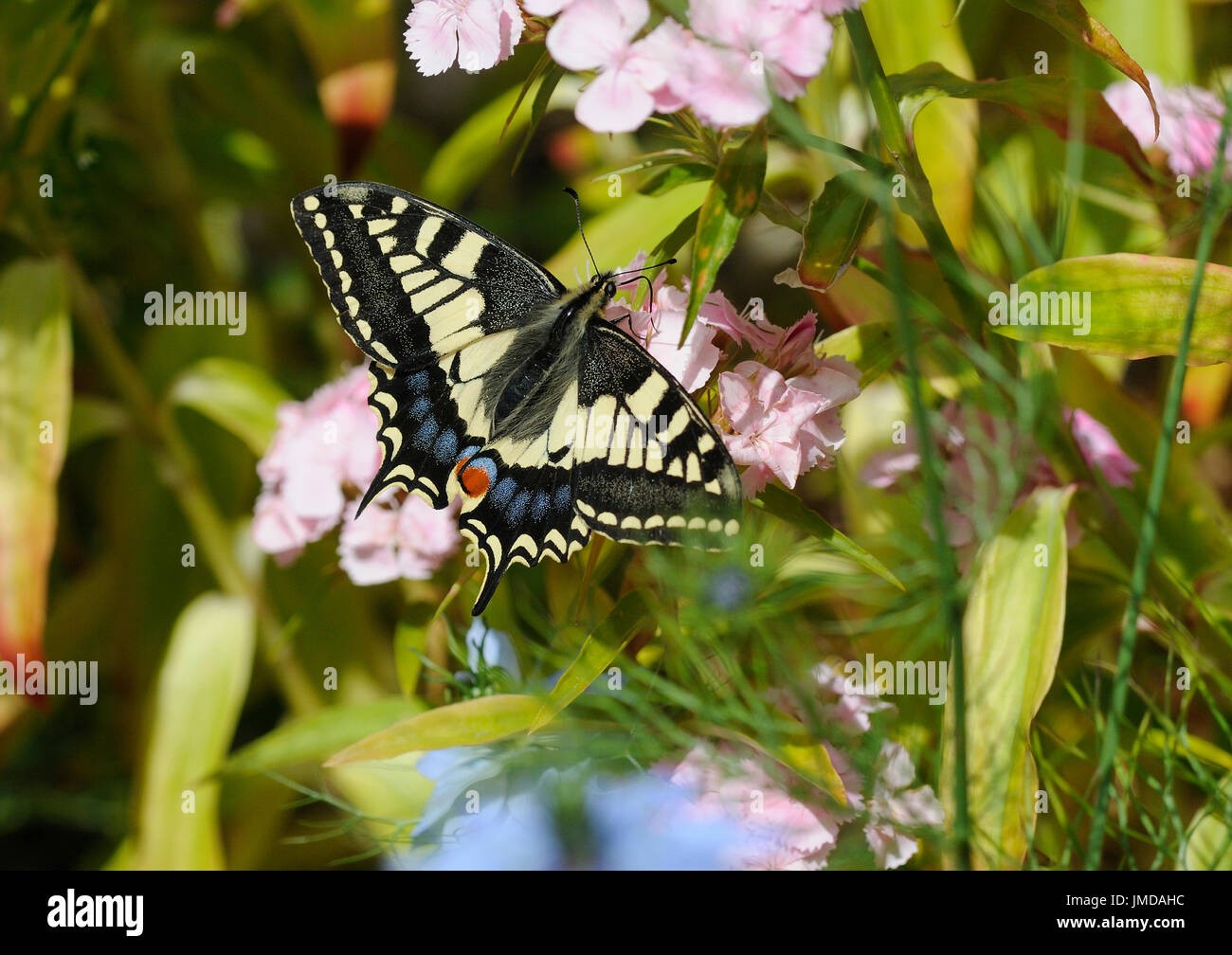 Un papillon machaon Papilio machaon ( ) sur le nectar des fleurs de jardin Banque D'Images