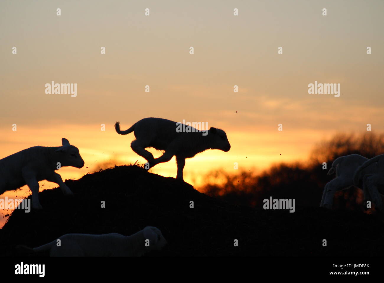 Agneaux jouant au coucher du soleil Banque D'Images