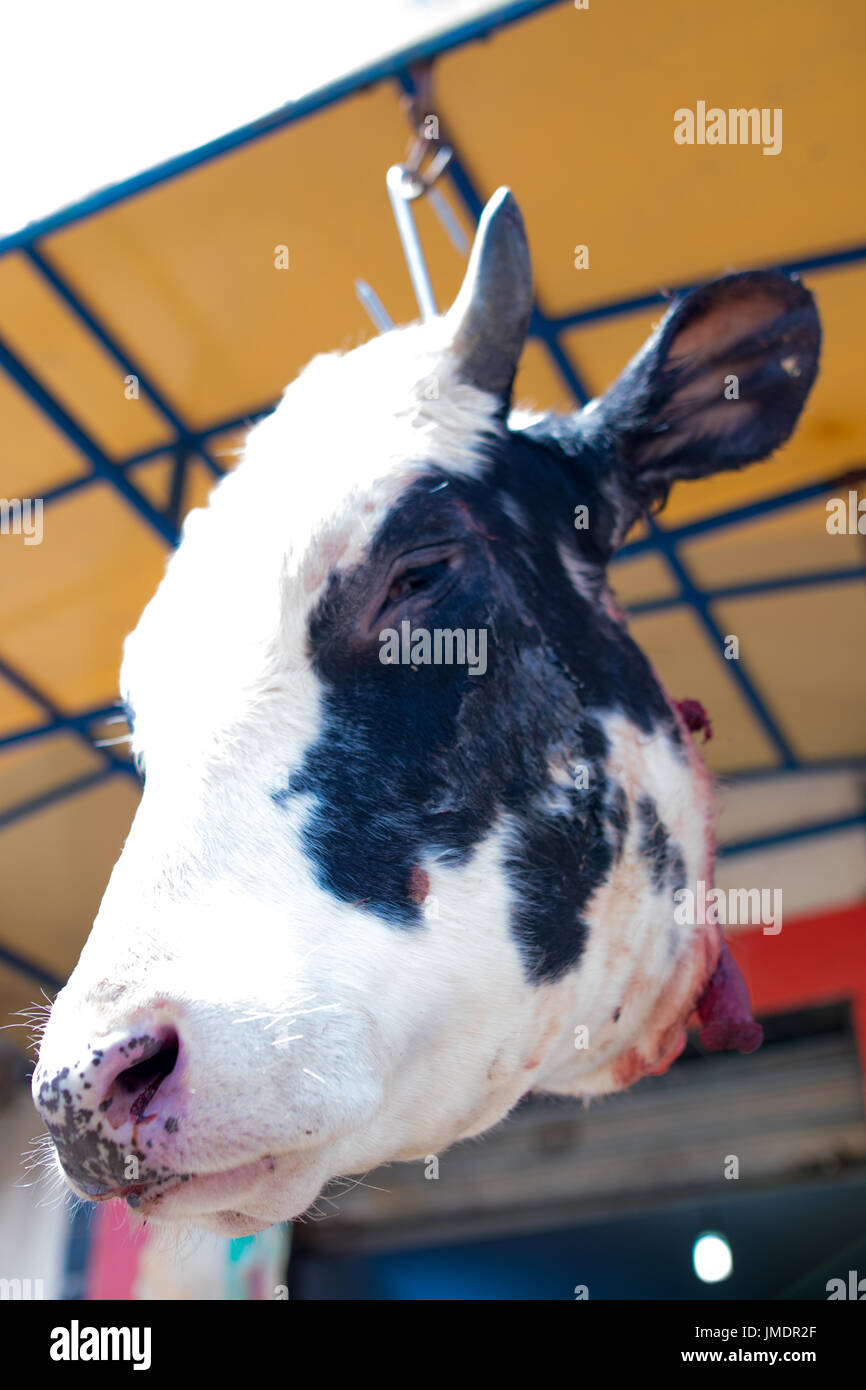 Tête de vache Banque D'Images