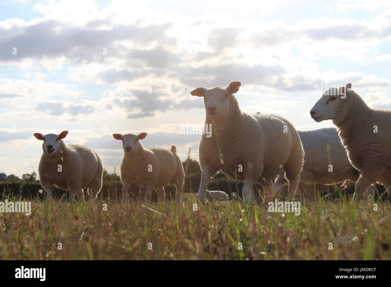 Les agneaux gras au soleil Banque D'Images