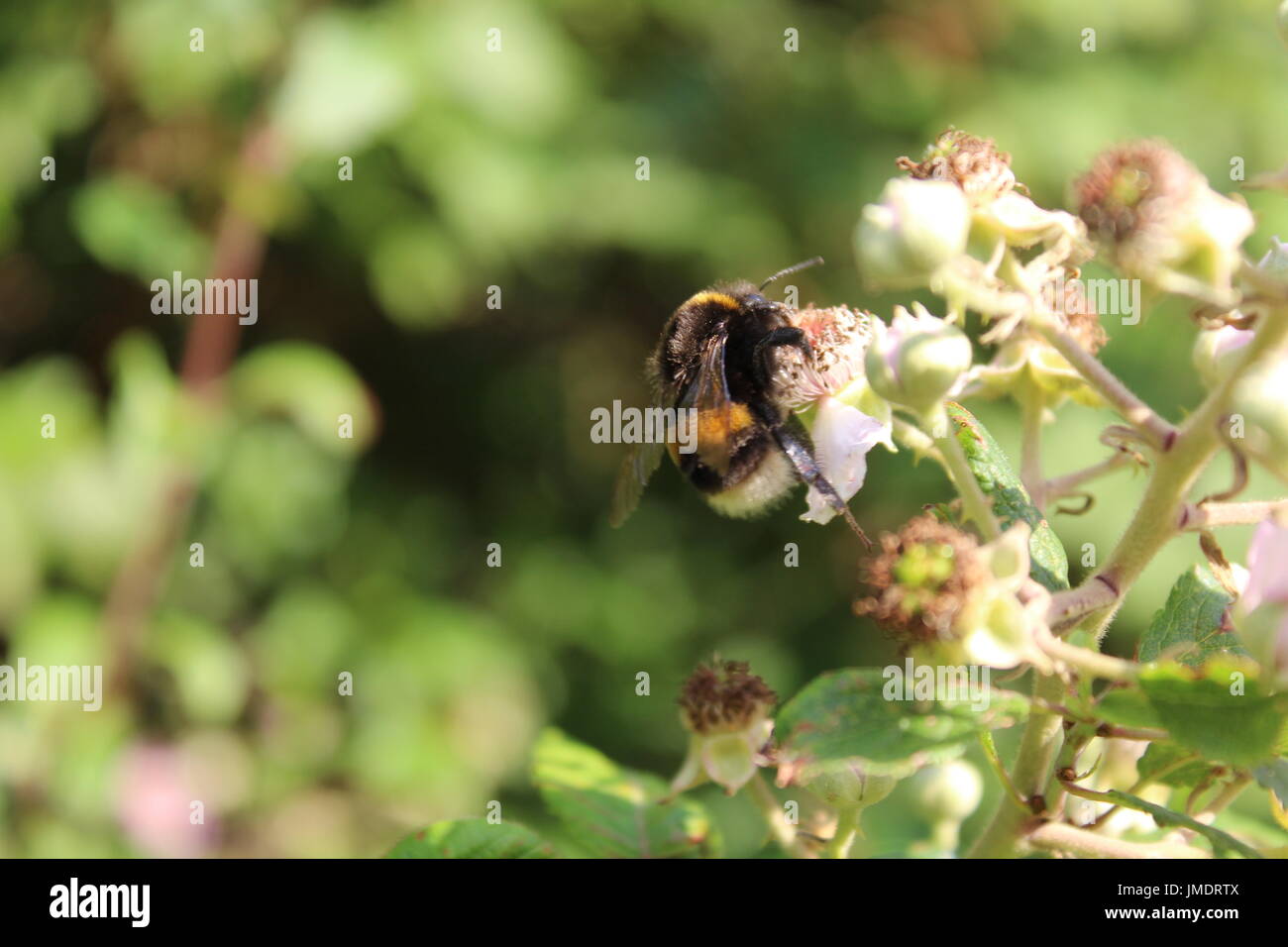 Les abeilles du miel sur bush blackberry blossom Banque D'Images