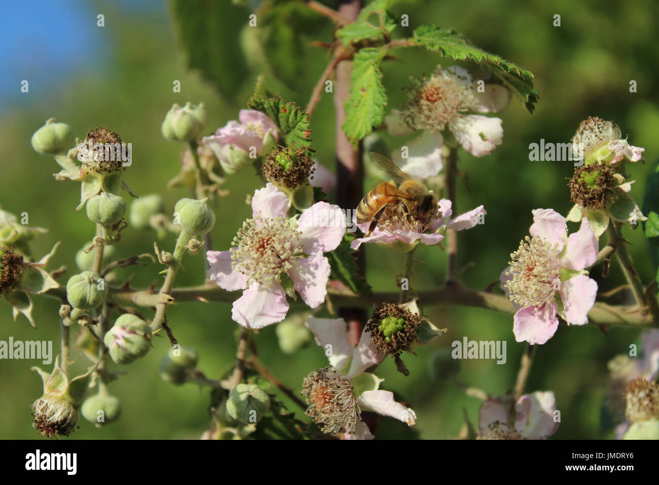 Les abeilles du miel sur bush blackberry blossom Banque D'Images