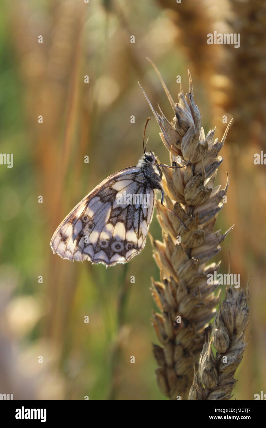 Papillon sur le blé Banque D'Images