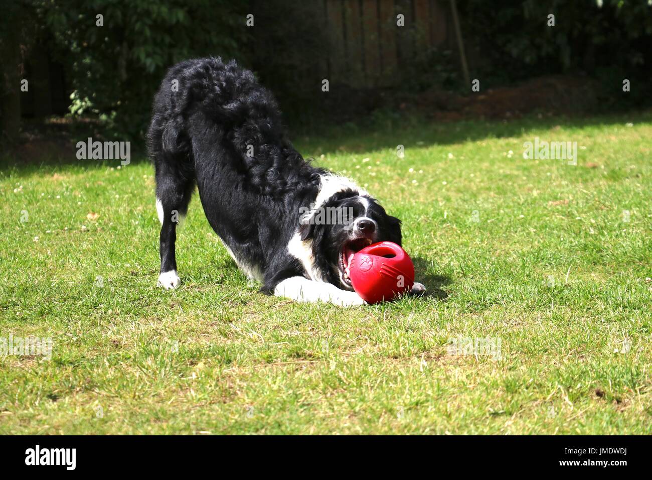 Border Collie avec une boule rouge toy Banque D'Images