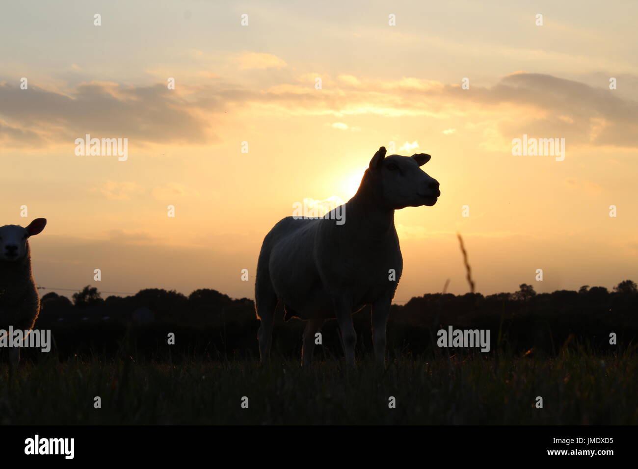 Les moutons au coucher du soleil Banque D'Images