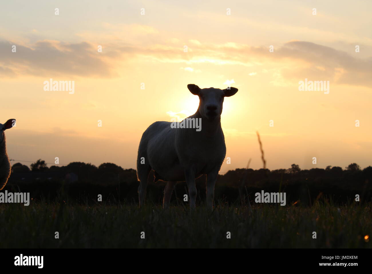 Les moutons au coucher du soleil Banque D'Images