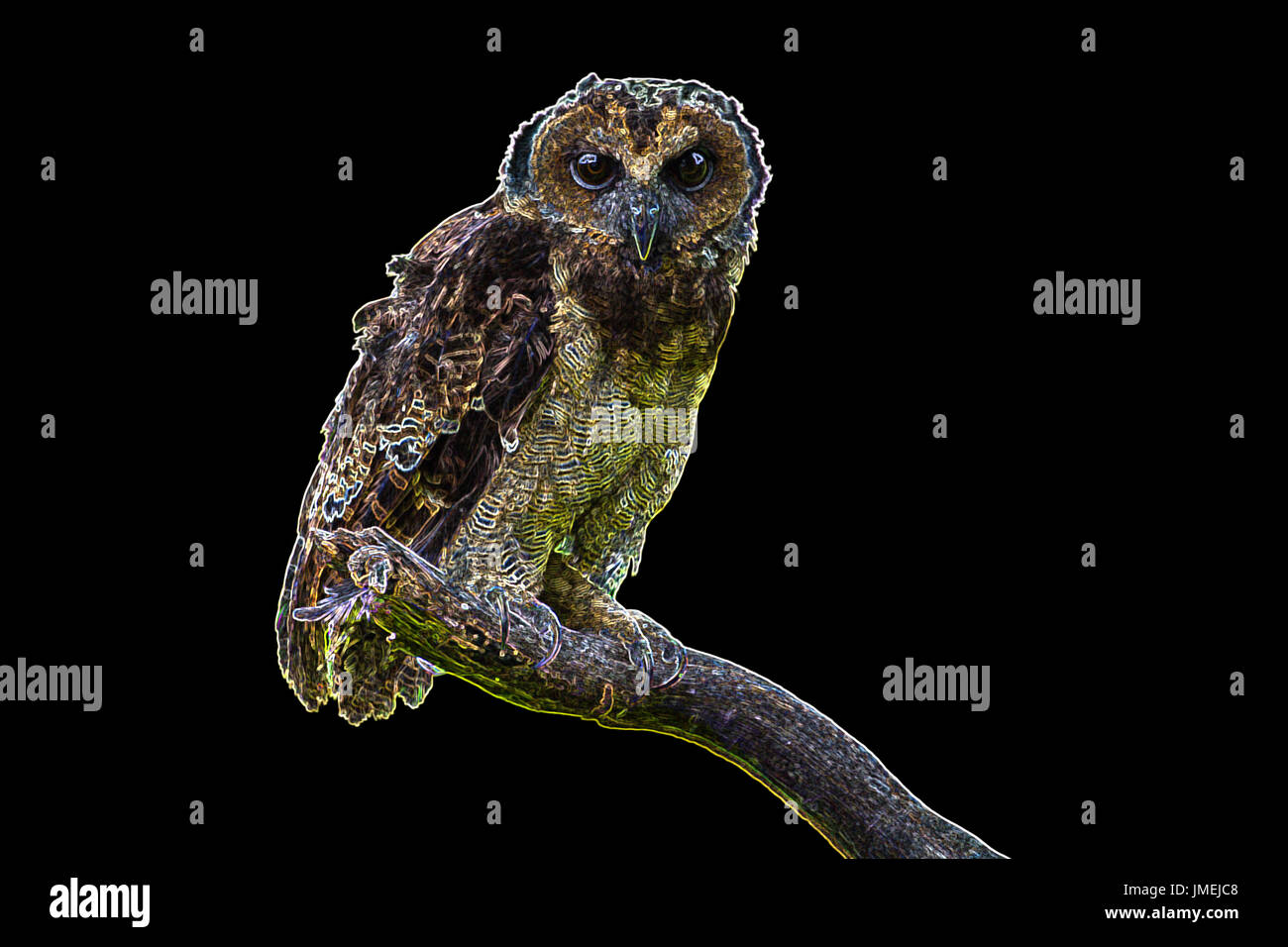 Asian Brown Wood Owl on tree in forest Banque D'Images