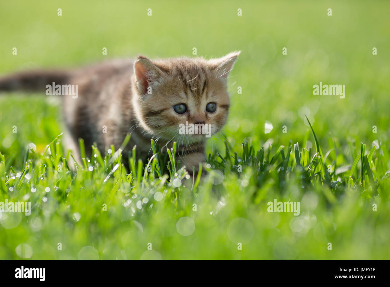 Peu drôle chaton voler dans l'herbe verte Banque D'Images