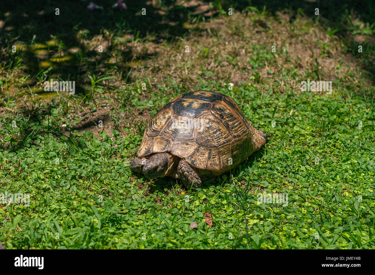 La tortue de terre sur l'herbe verte libre Banque D'Images