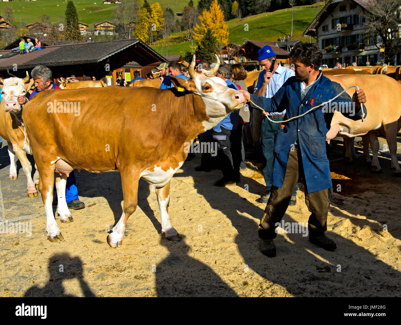 Vache Simmental Fleckvieh à un cattleshow, Lauenen, canton de Berne, Suisse Banque D'Images