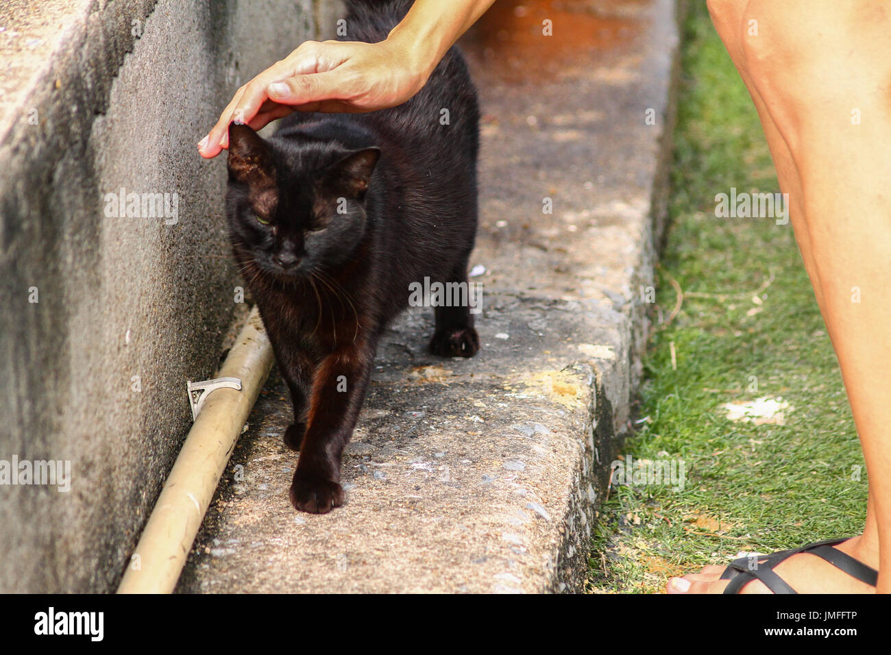 Grumpy chat noir Banque D'Images