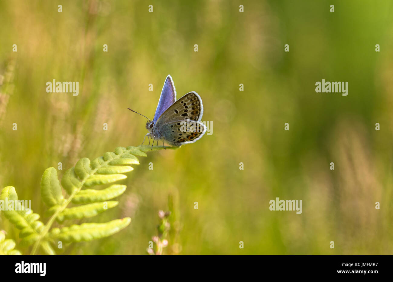 L'IDAS Plebejus idas Blue Butterfly assis sur une feuille de fougère Banque D'Images