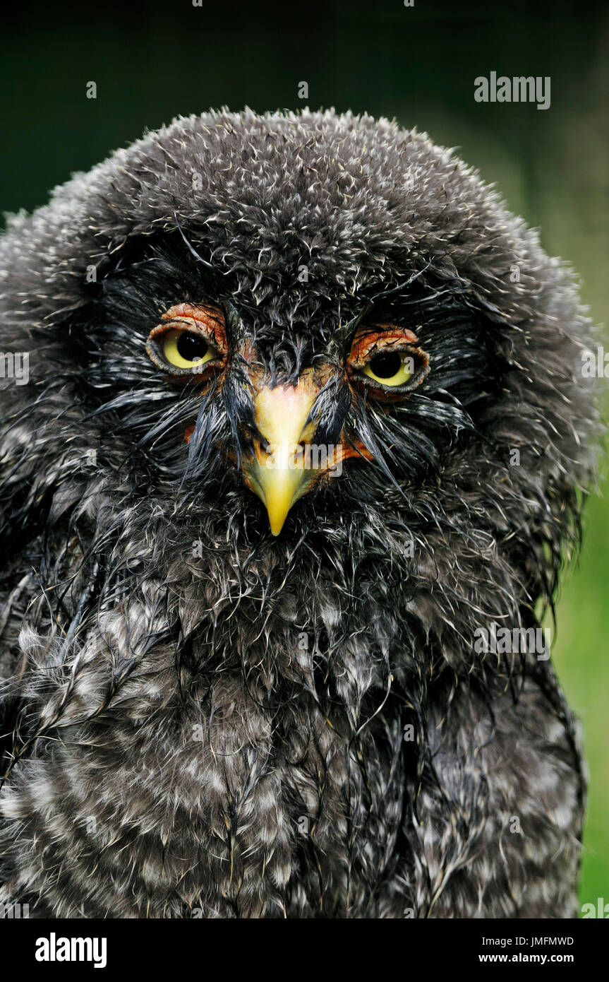 Les jeunes / La Chouette lapone (Strix nebulosa) / Great Grey Owl | Bartkauz, Jungvogel / (Strix nebulosa) Banque D'Images