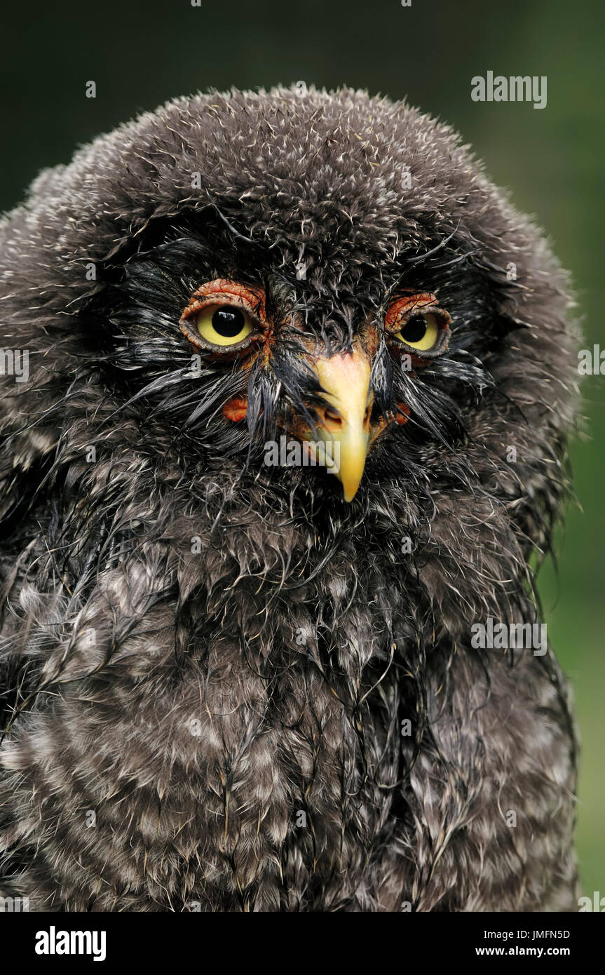 Les jeunes / La Chouette lapone (Strix nebulosa) / Great Grey Owl | Bartkauz, Jungvogel / (Strix nebulosa) Banque D'Images