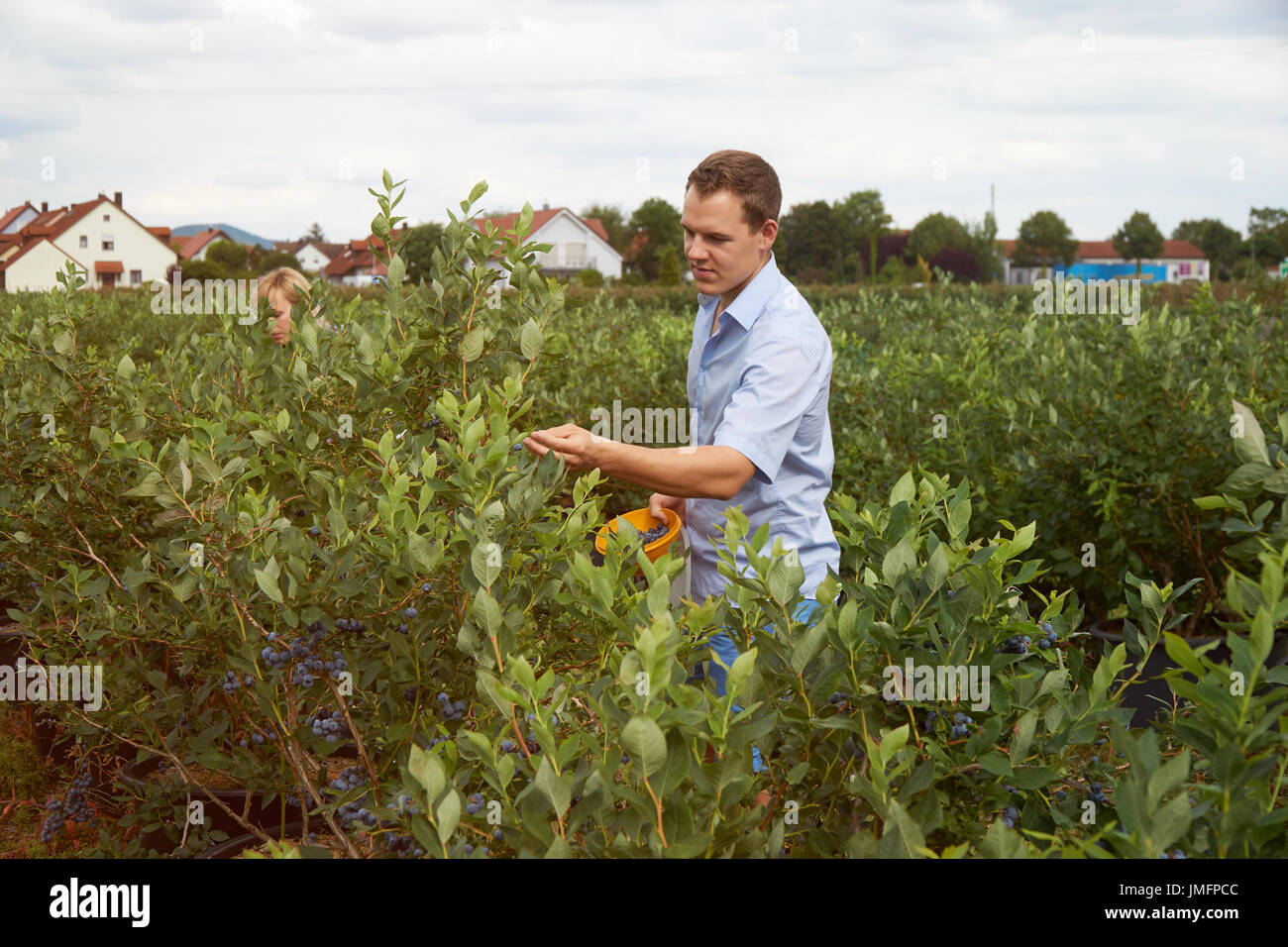 Jeune homme est cueillette des fruits sur un champ de bleuets. Tonique. Banque D'Images