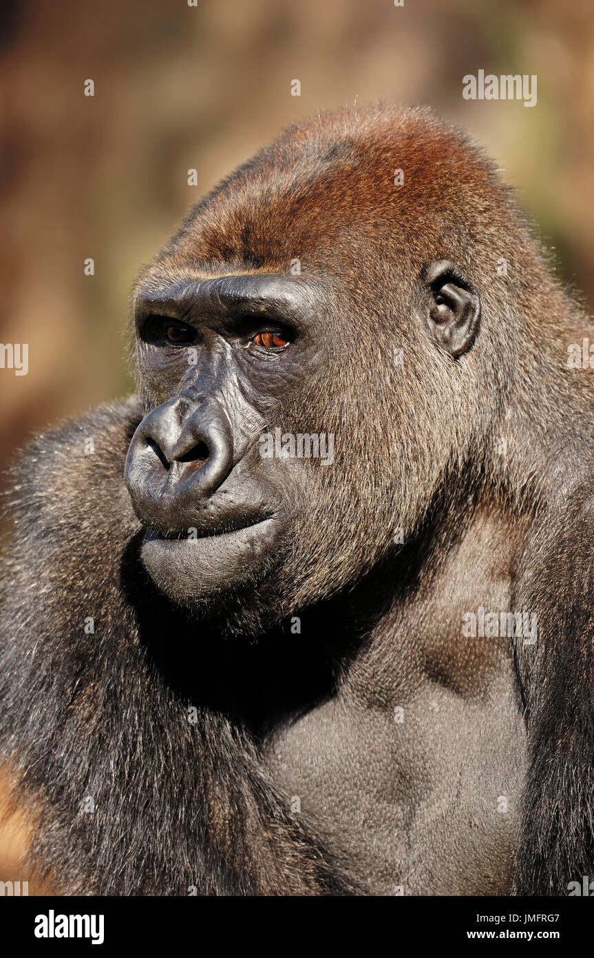 / Gorille de plaine de l'ouest (Gorilla gorilla gorilla) | Westlicher Flachlandgorilla / (Gorilla gorilla gorilla) Banque D'Images