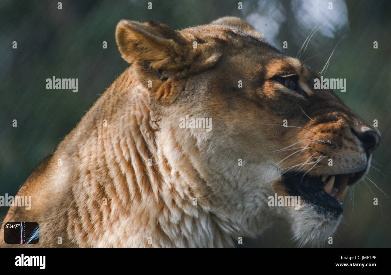 Femme Lion au Zoo Banque D'Images