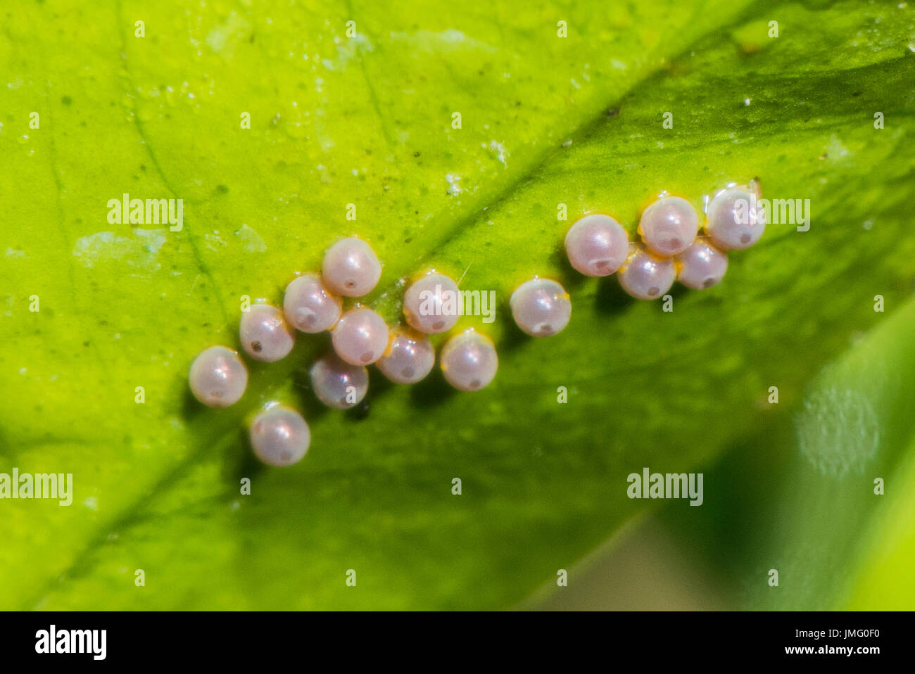 Les œufs de la red-spotted Swallowtail butterfly Banque D'Images