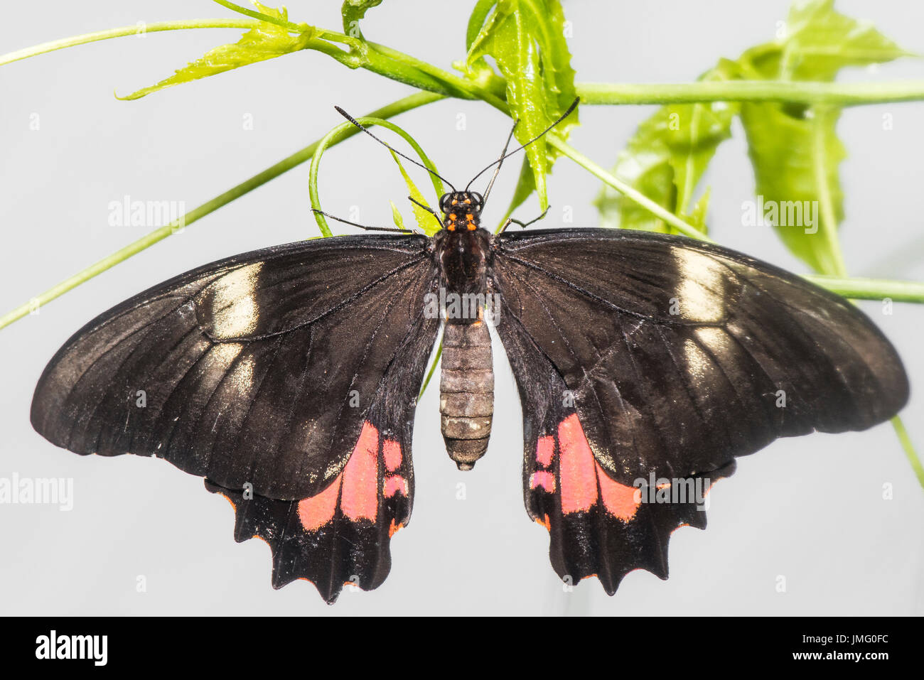 Un adulte red-spotted Swallowtail butterfly Banque D'Images