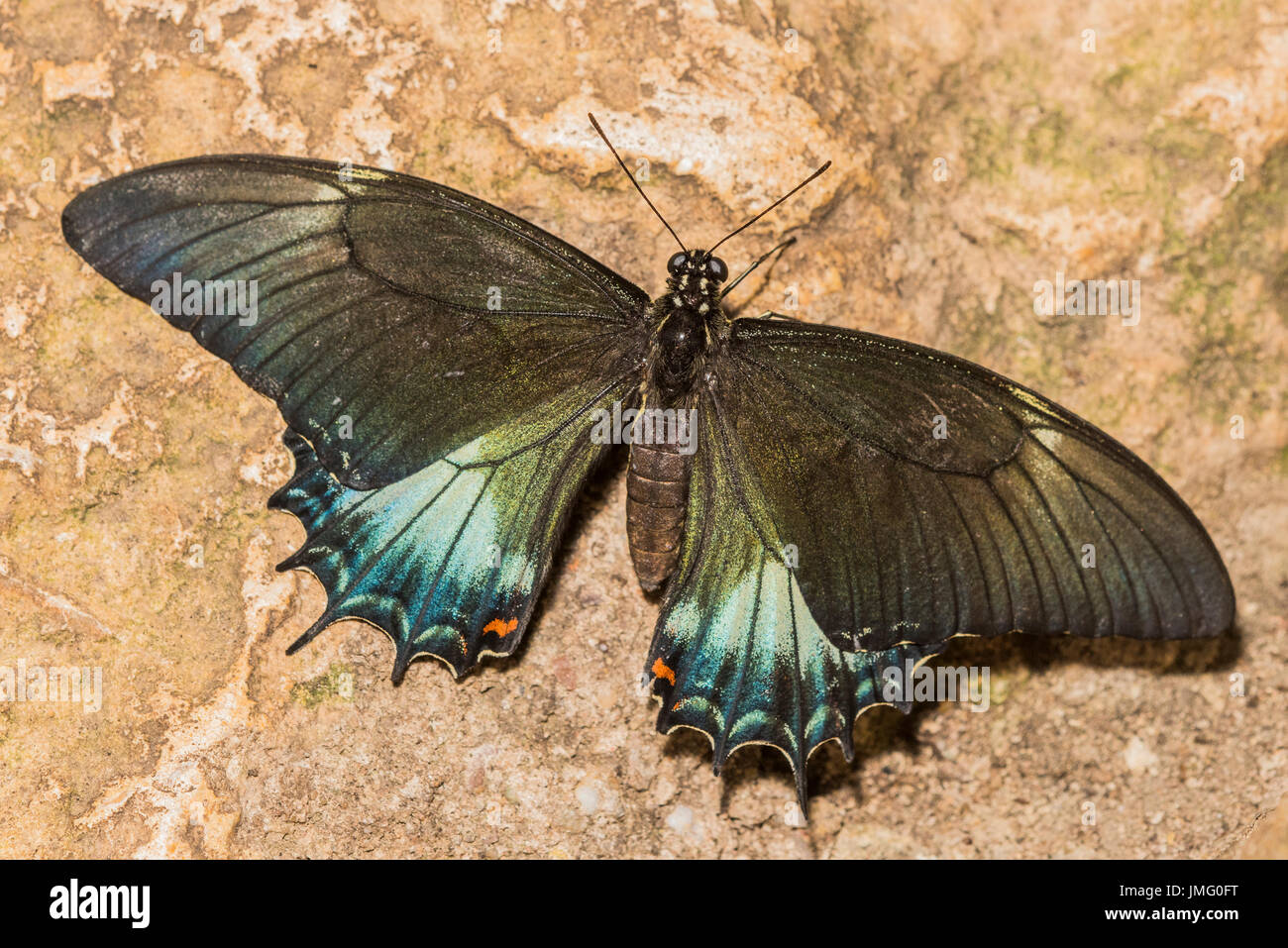 Un adulte Androgeus Swallowtail butterfly Banque D'Images