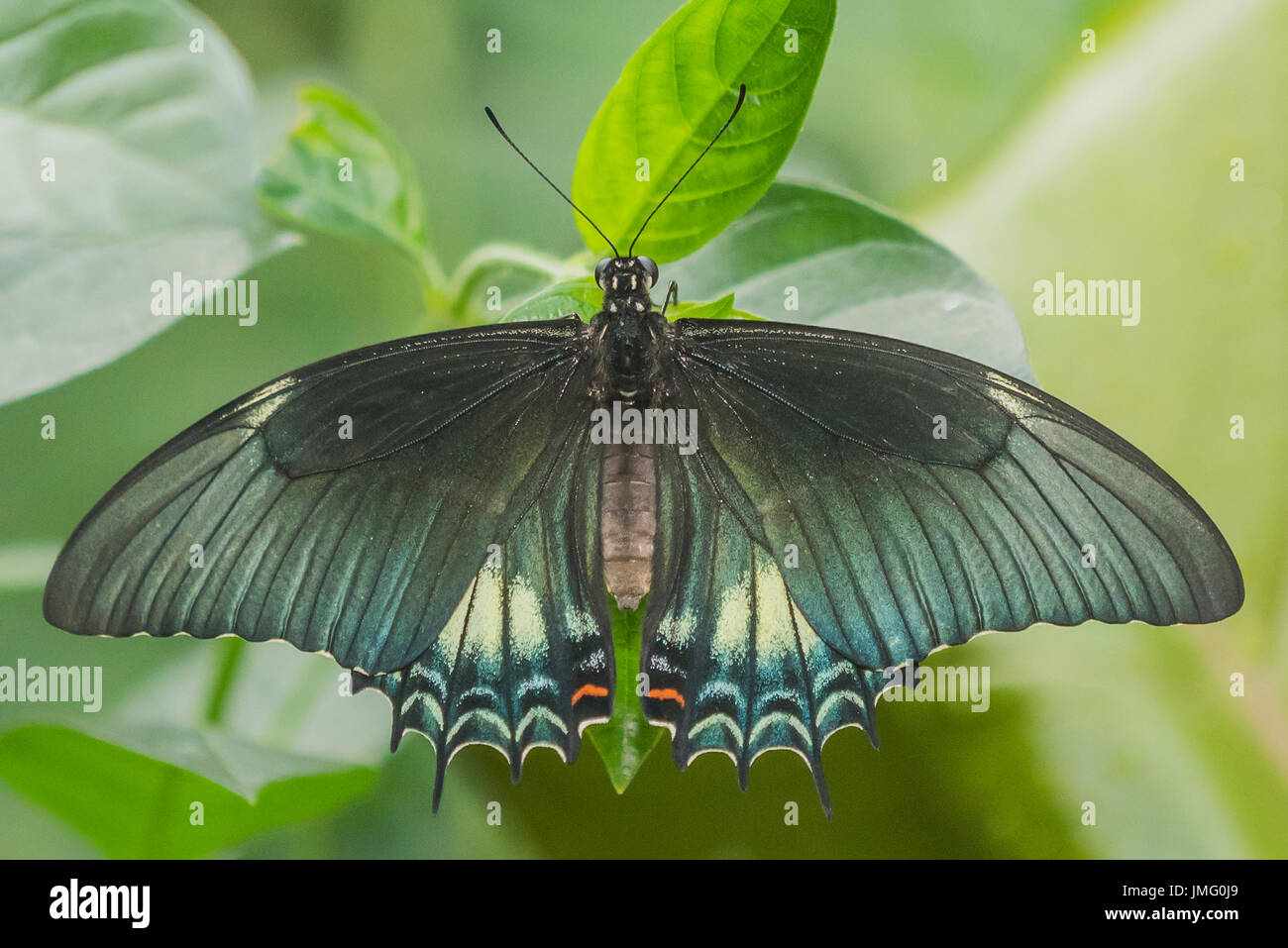 L'utilisation d'un adulte Swallowtail butterfly Banque D'Images