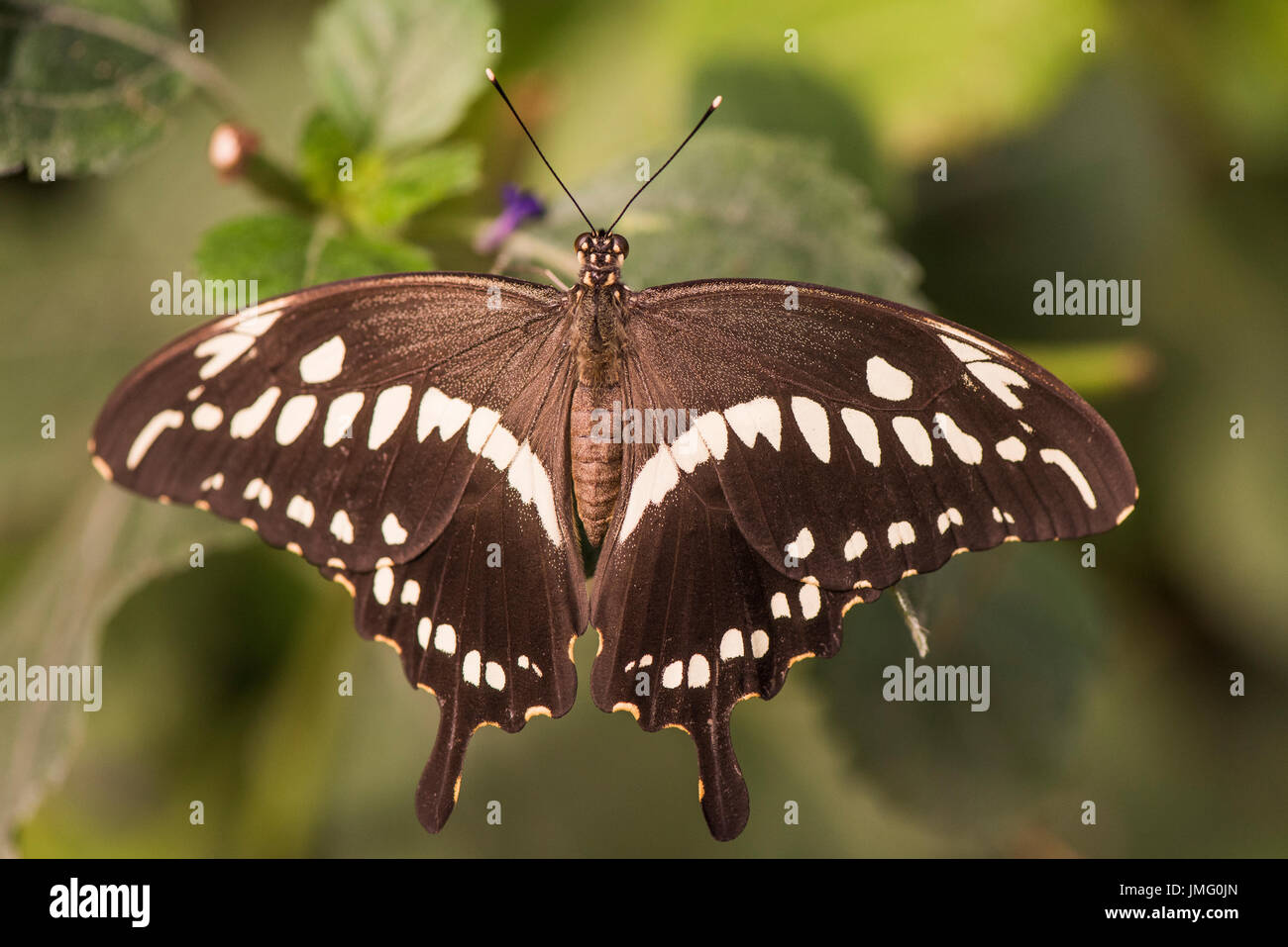 Un adulte papillon de Constantine Banque D'Images