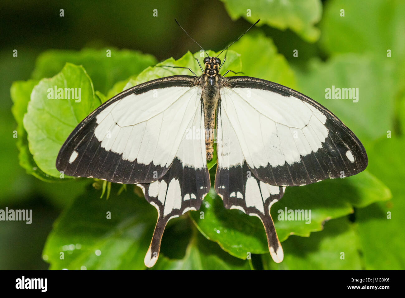 Un adulte Moqueur Swallowtail butterfly Banque D'Images