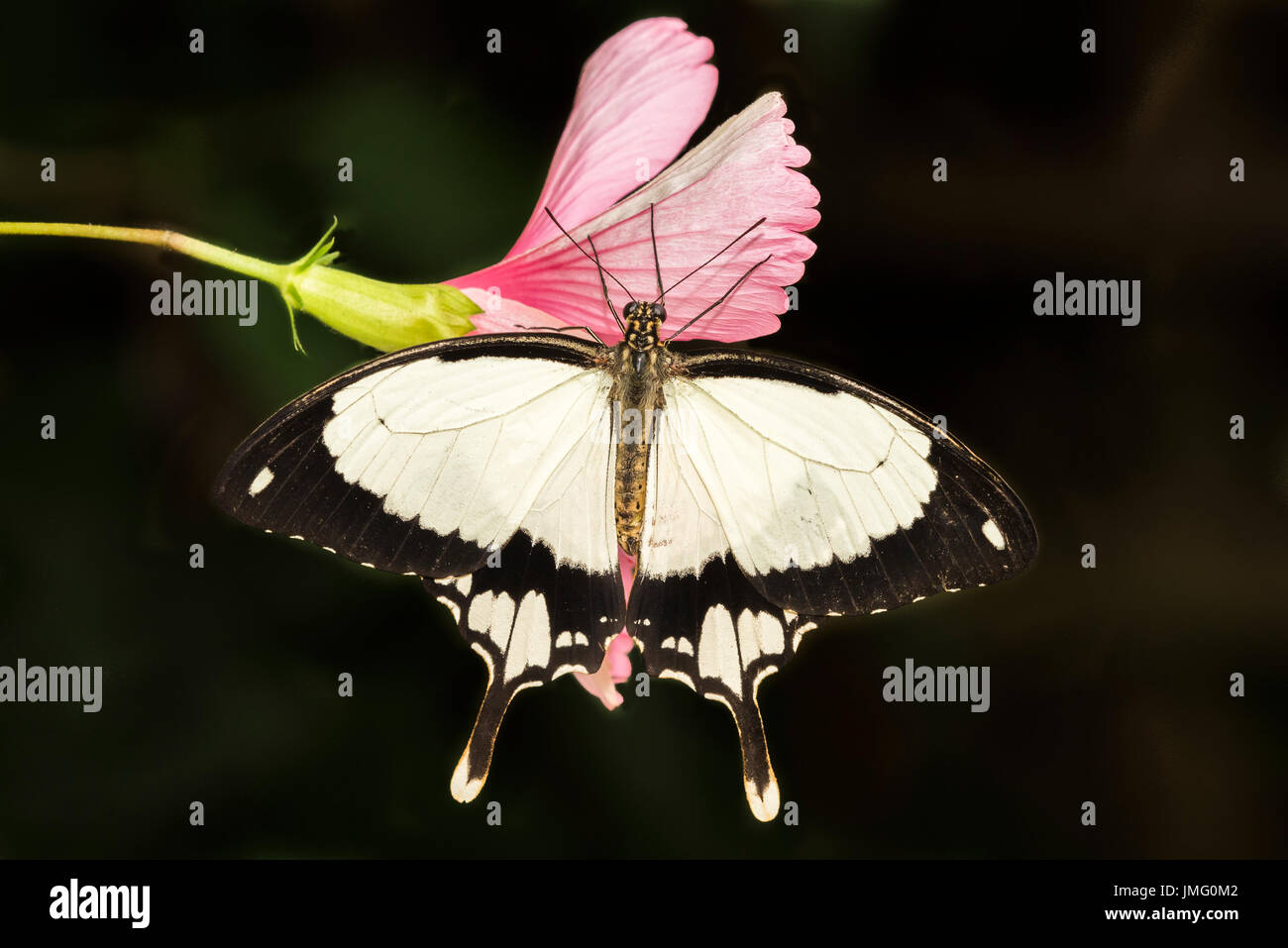 Un adulte Moqueur Swallowtail butterfly Banque D'Images