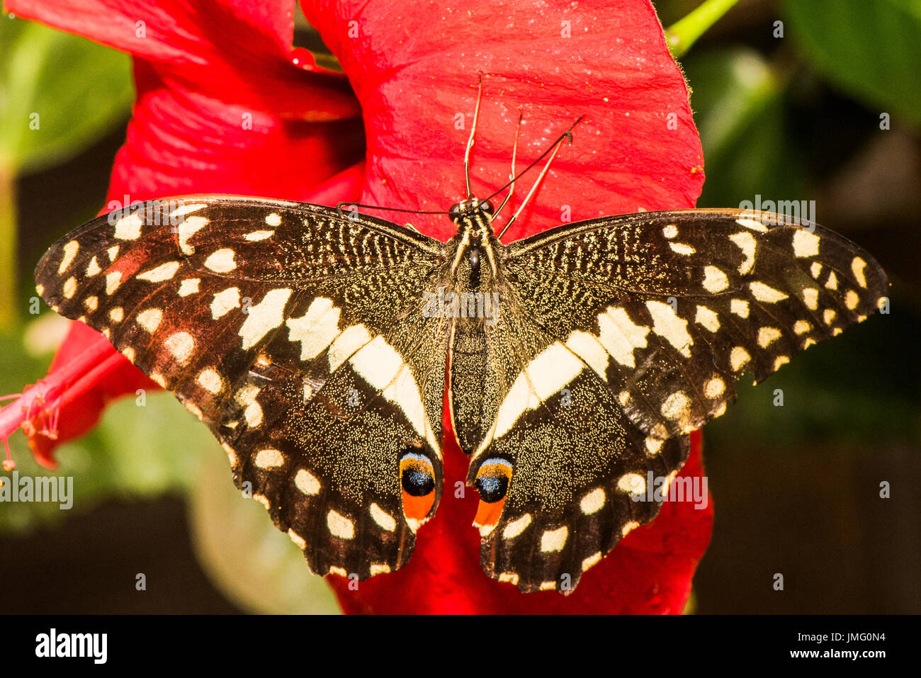 Le Citrus Swallowtail butterfly Banque D'Images