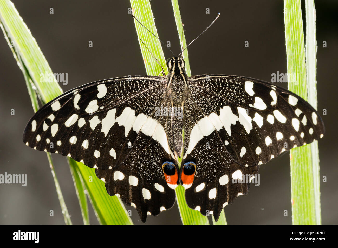 Le Citrus Swallowtail butterfly Banque D'Images